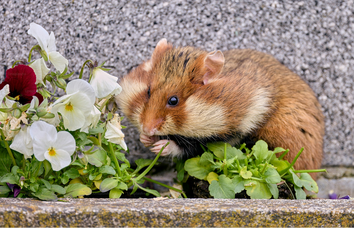 Hamster